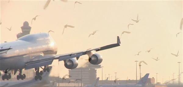機(jī)場(chǎng)鳥(niǎo)類(lèi)驅(qū)逐器3D打印“Robirds”將進(jìn)軍美國(guó)市場(chǎng)