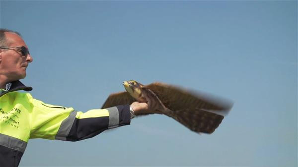 機(jī)場(chǎng)鳥(niǎo)類(lèi)驅(qū)逐器3D打印“Robirds”將進(jìn)軍美國(guó)市場(chǎng)