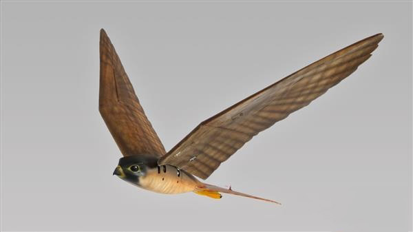 機(jī)場(chǎng)鳥(niǎo)類(lèi)驅(qū)逐器3D打印“Robirds”將進(jìn)軍美國(guó)市場(chǎng)